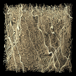 Veg 06